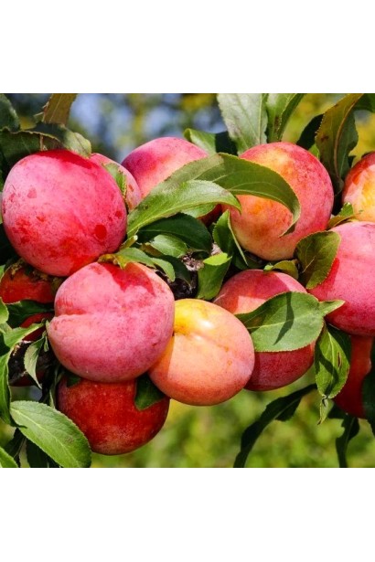 Плоди сливи Роял Руж з глянцевою червоною шкіркою.